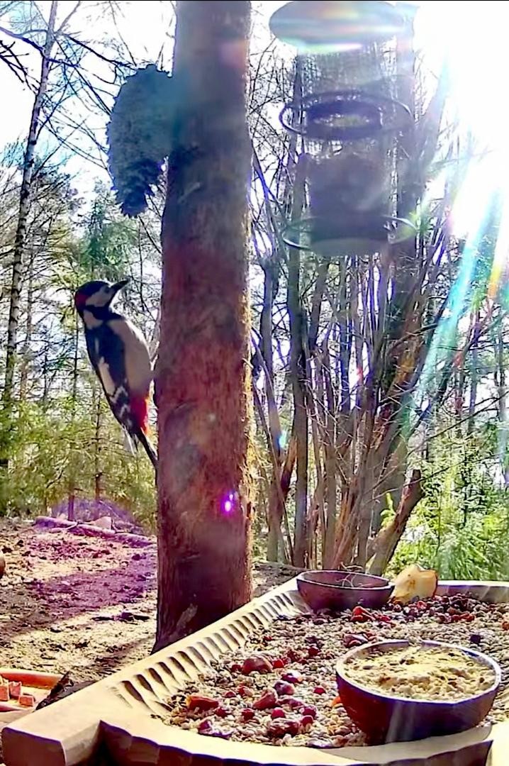 livebirdspoland_31a72307dc4fc3d0c3f6c3a1dcc5bb06.jpg