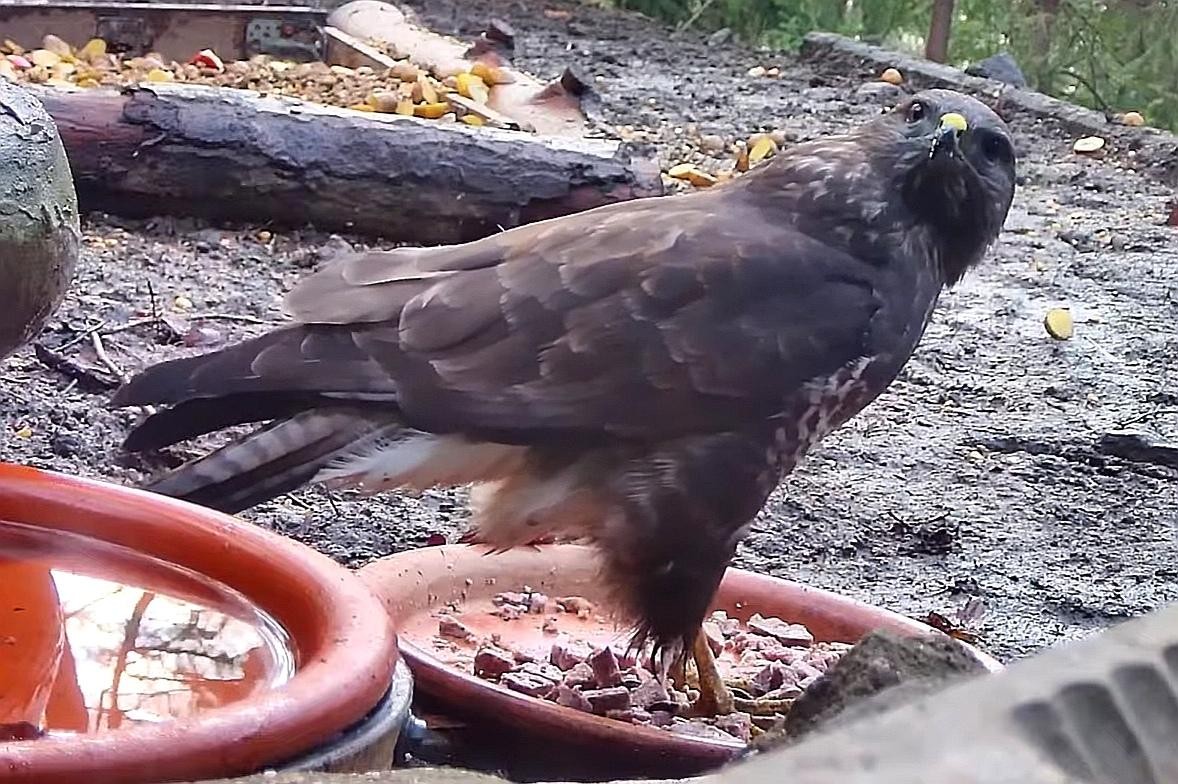 livebirdspoland_dd672845726acdb665209544566a3880.jpg