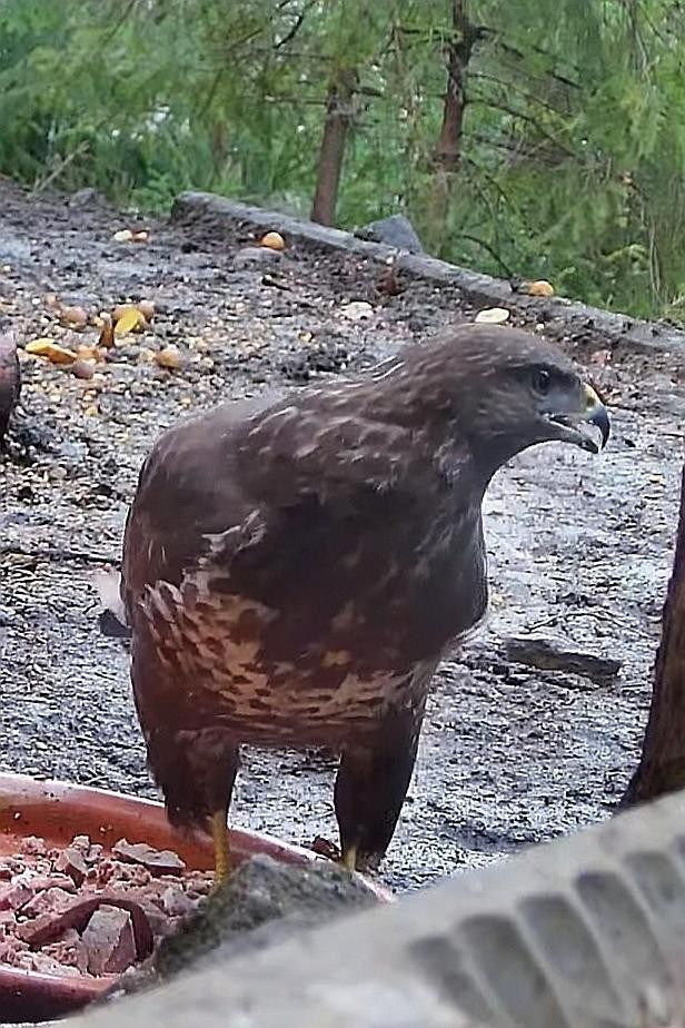 livebirdspoland_df4fd7360d9077c913329989ec870026.jpg