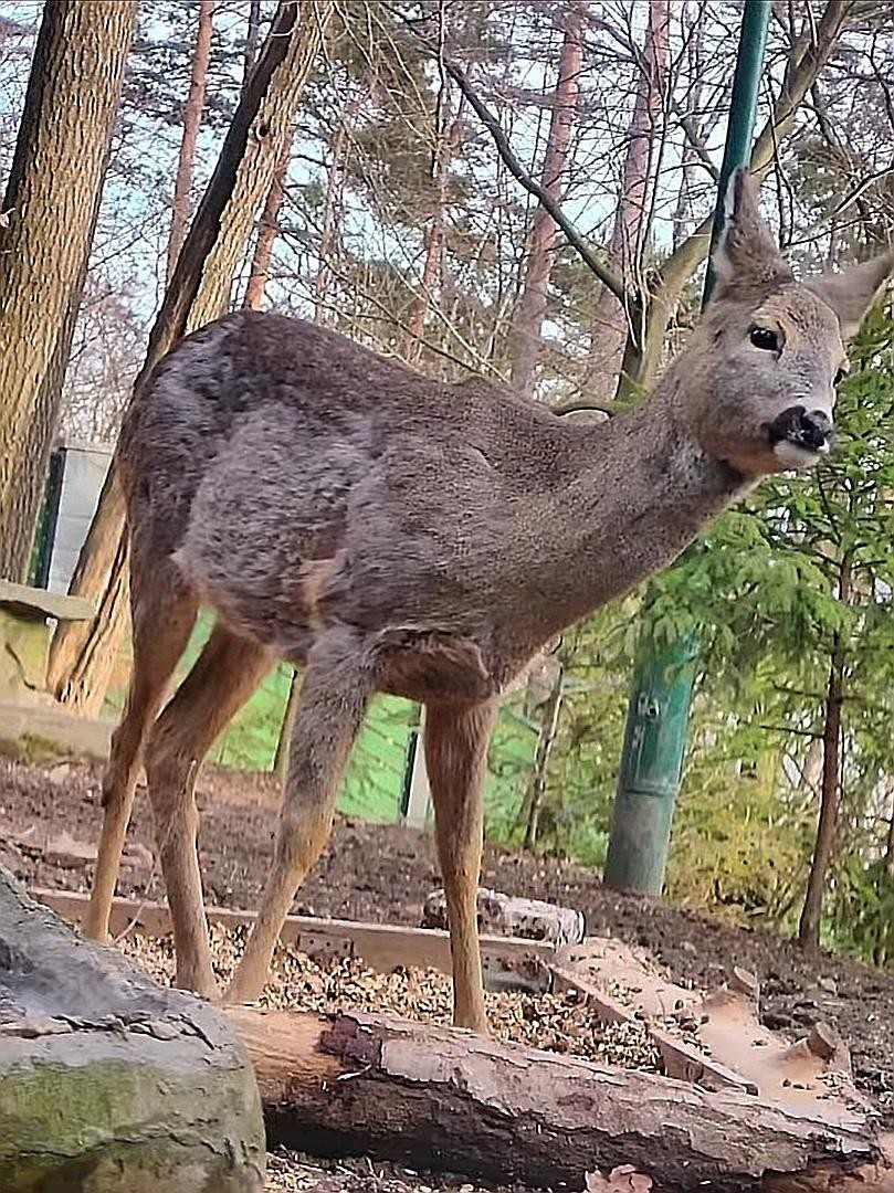 livebirdspoland_023d10066a98ab031b672762570ca365.jpg