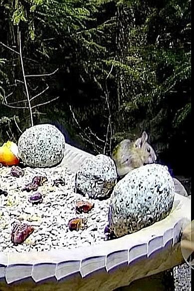 livebirdspoland_5b9b2ddc743d572b2331c7cf16ca3f77.jpg