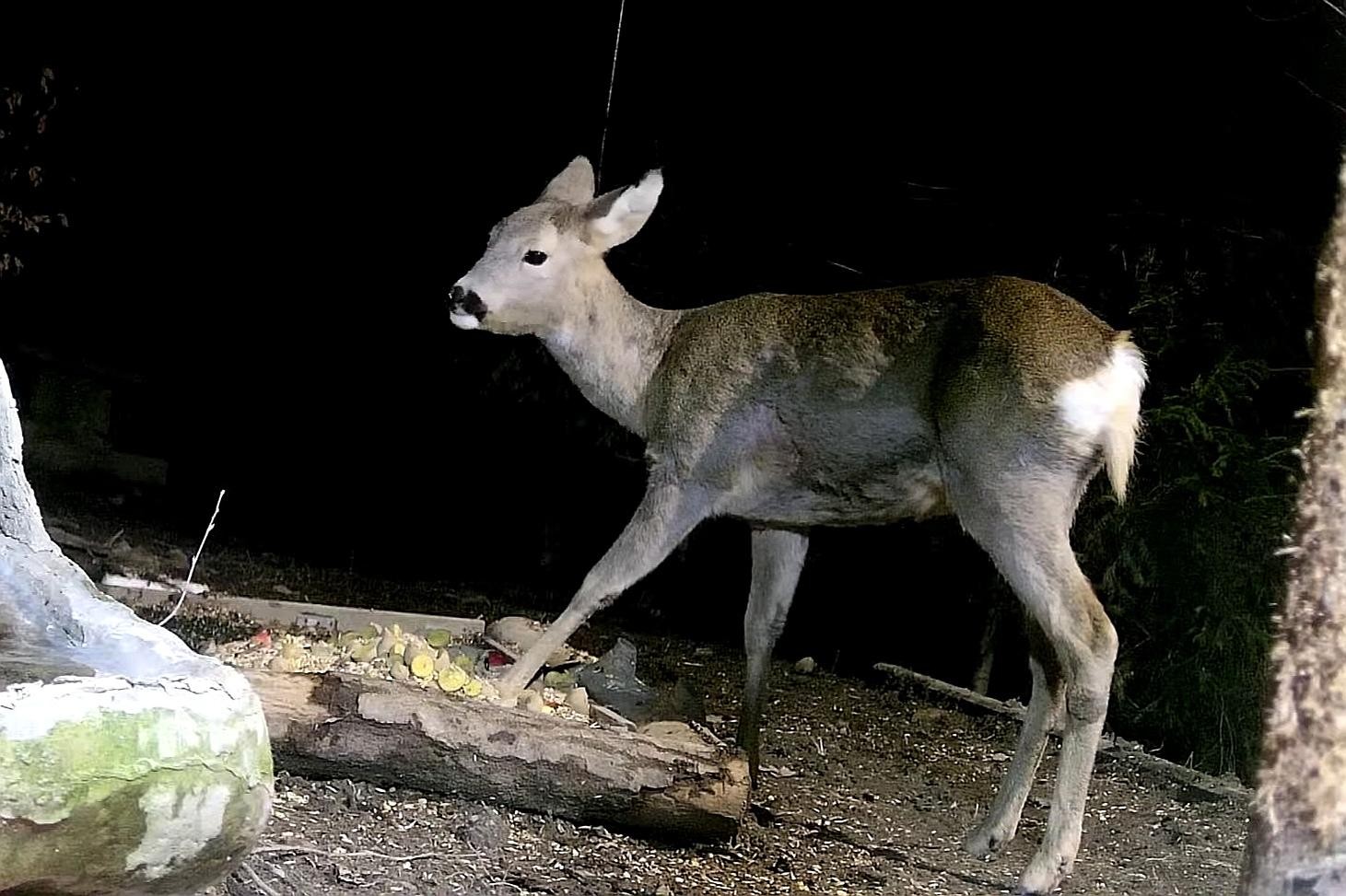 livebirdspoland_6306a361d3f41c3bb9d6e6d0d19e0776.jpg