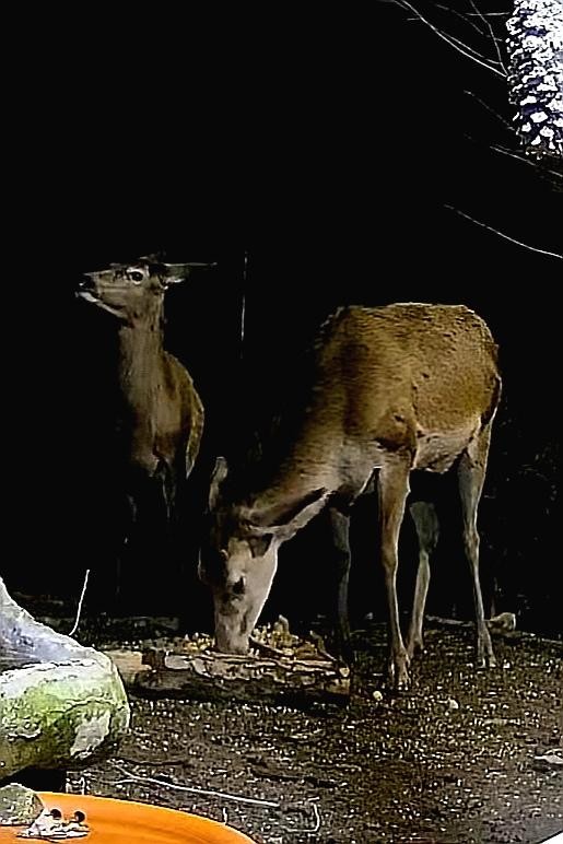 livebirdspoland_b0d83743c9e7f15919e8751f45d6c9f7.jpg