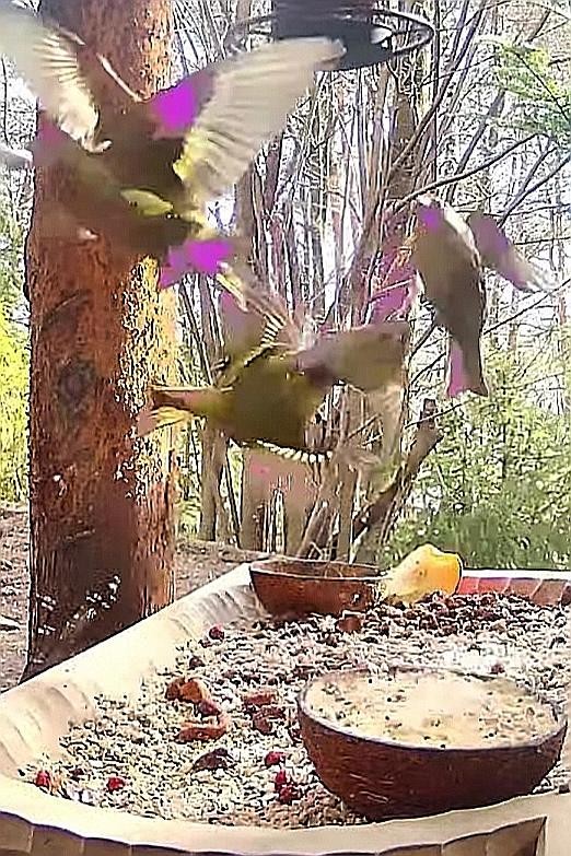 livebirdspoland_ff9f260838b1914b6f9966d2b21c6088.jpg
