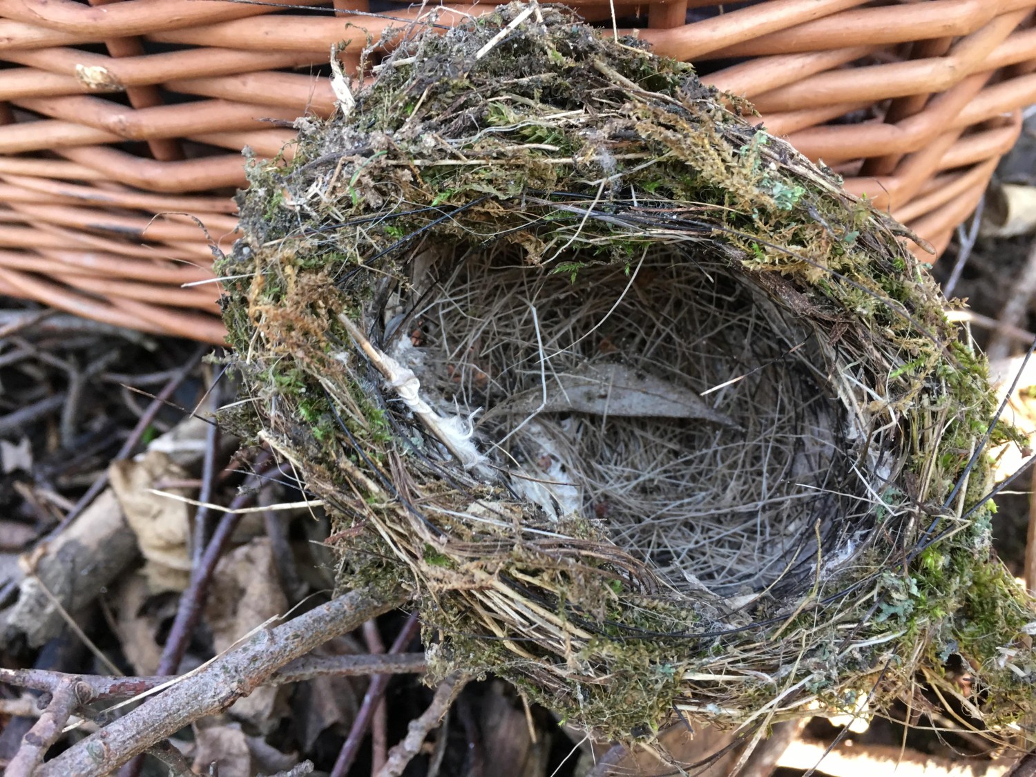 livebirdspoland_57f6195855edd4b6dfcacda9330f6f80.jpg