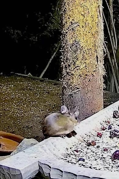 livebirdspoland_8a814726e9df97cd5af29d89f3f6aaf0.jpg