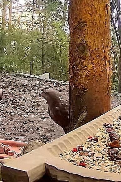livebirdspoland_346093ccbc40d5a18ef2531ac5b71917.jpg