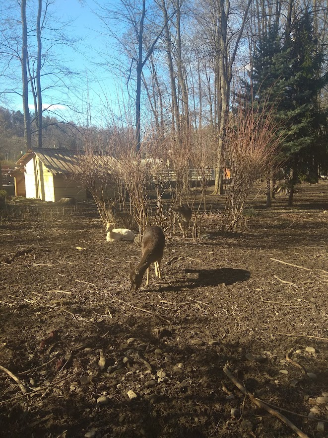 livebirdspoland_4255126711a0a5d12abd951d8363f3e6.png