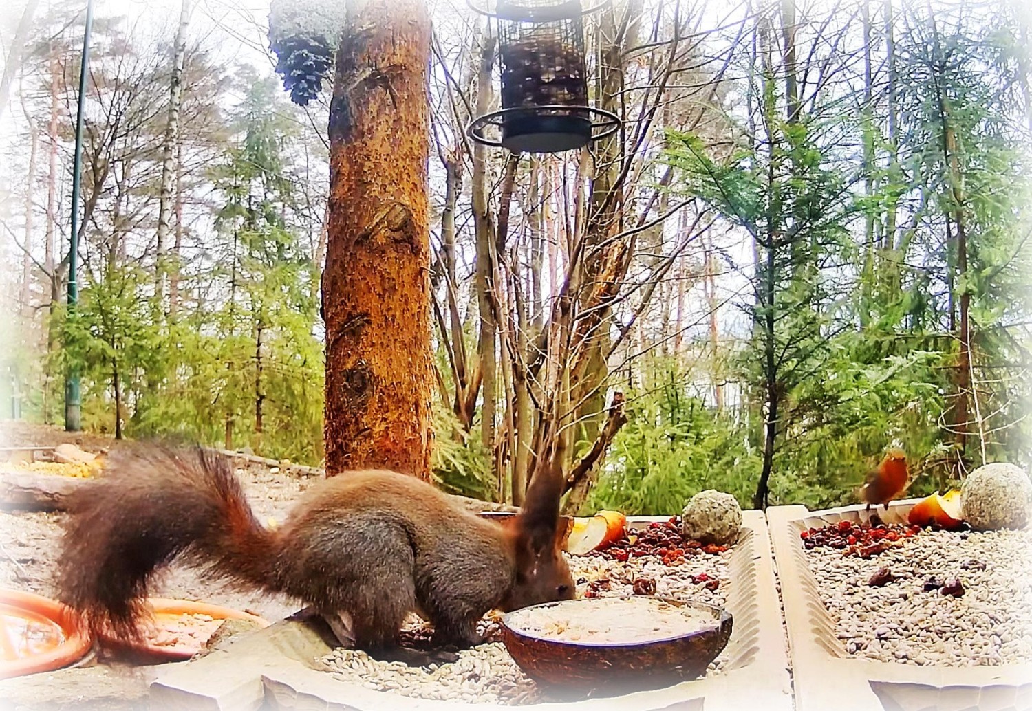 livebirdspoland_2d421652ed189d6851fb8582c9283cf0.jpg