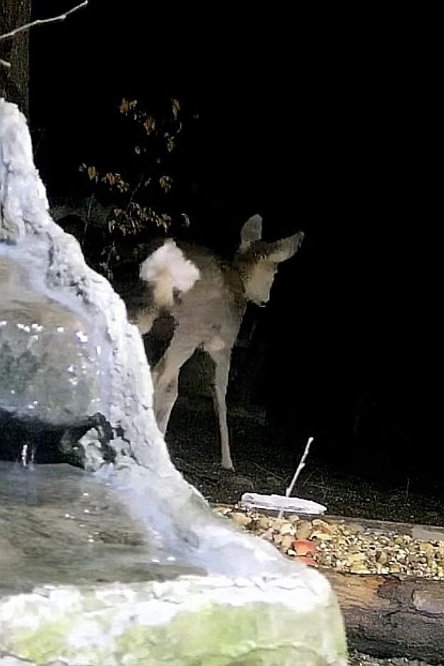 livebirdspoland_7ddef4f83319721ab924c88a034c1b69.jpg