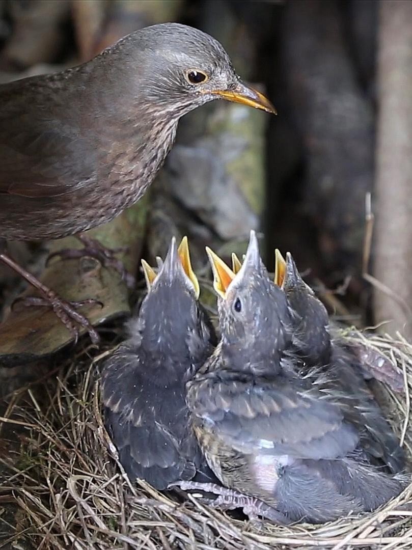 livebirdspoland_cc55fe4fbb6a918439cb8b8603823a4b.jpg