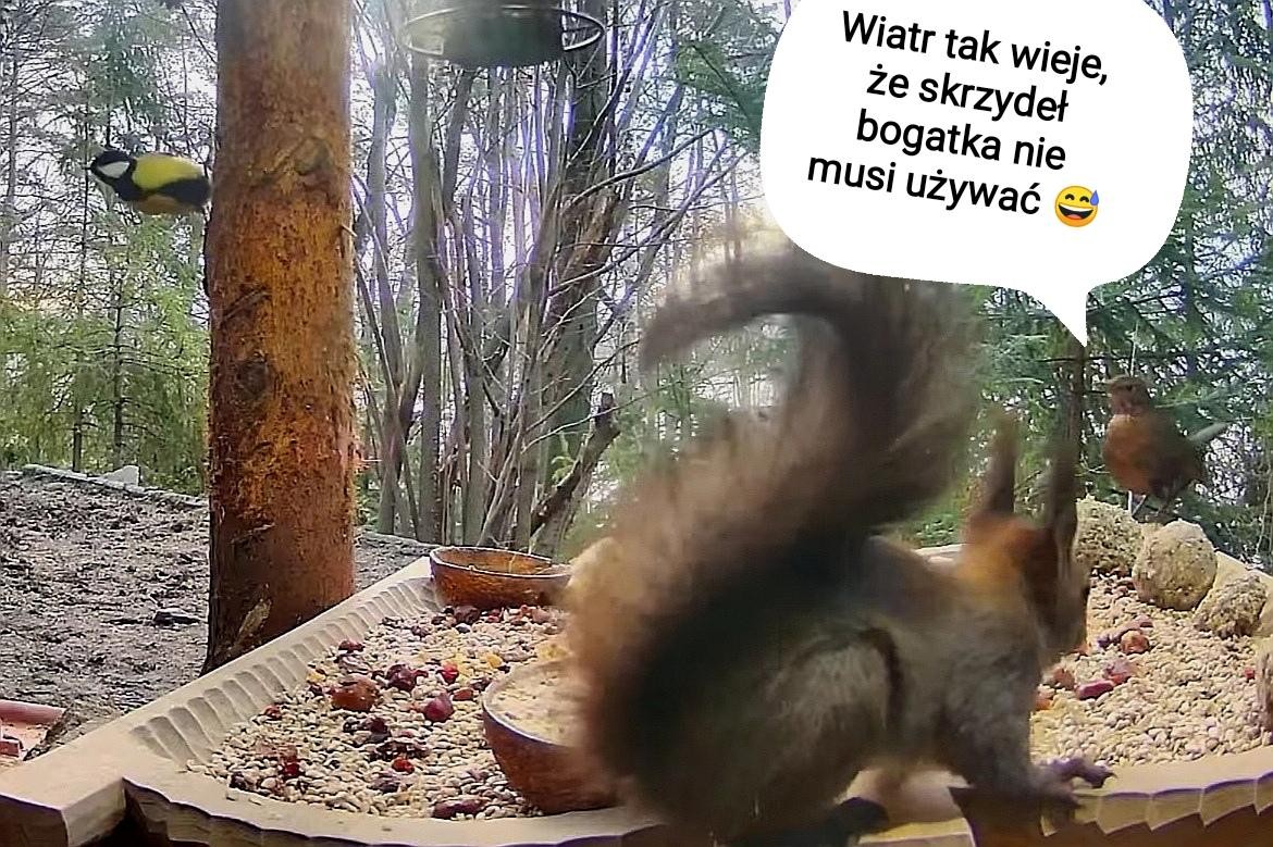 livebirdspoland_d65e16755f73a6324be85a85e2ebf93a.jpg