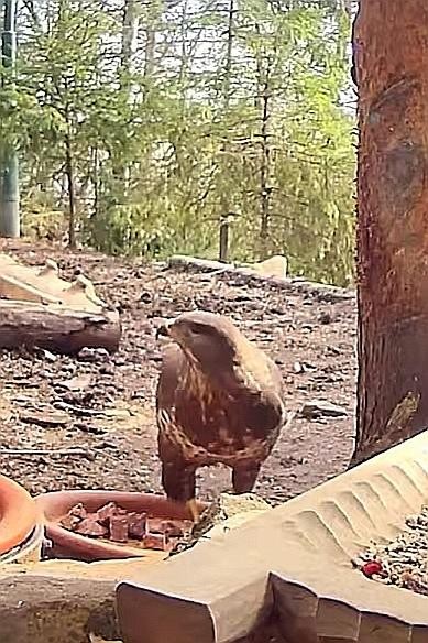 livebirdspoland_a399fb93089592e39ec298aa1e8f4ad2.jpg