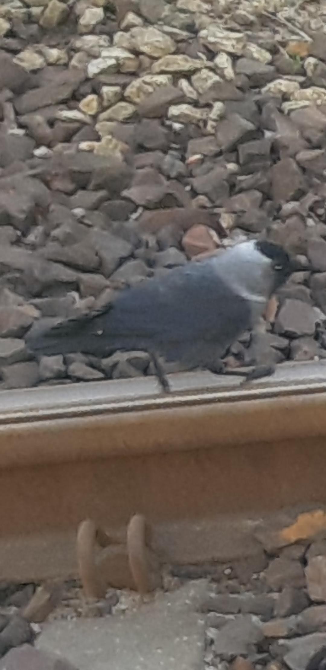 livebirdspoland_f51c16d6fecd5ee1691beac1b9891859.jpg