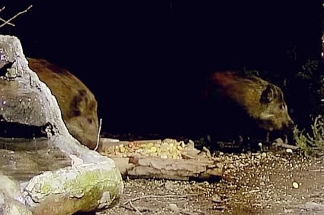 livebirdspoland_a207c2160b912d36d3345574c33b6e0c.jpg