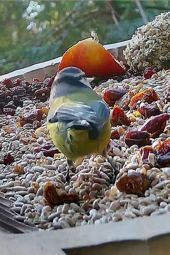 livebirdspoland_b973f174abacda362097f7b50b09f8d3.jpg