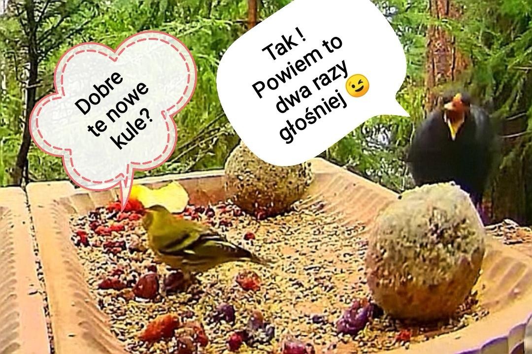 livebirdspoland_31170753911e0287f48a18f637b06b73.jpg