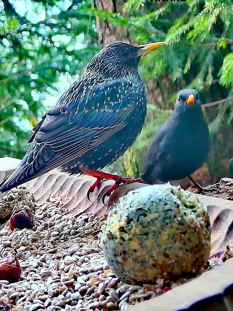 livebirdspoland_2364389284b22bd86324df0f5e34e174.jpg