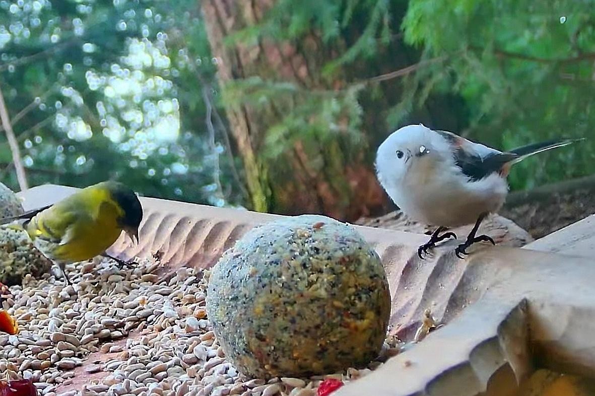 livebirdspoland_b18c294762be06f7851eca1447b99d61.jpg