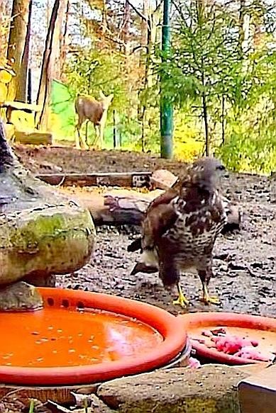 livebirdspoland_8620652407e944c780d50c7083707f10.jpg