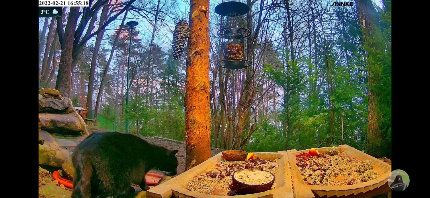 livebirdspoland_93e85a03b6d7a158441a064b6708e0c0.jpg