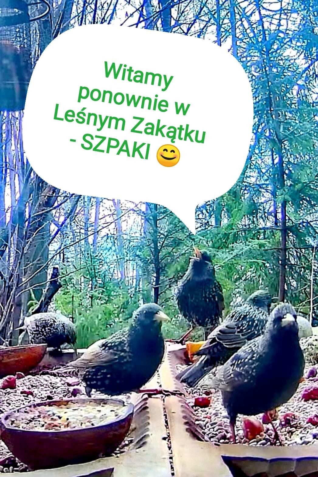livebirdspoland_584325fc22dc116a67b2e6afcdf02a3a.jpg