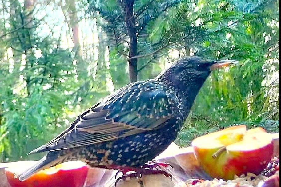 livebirdspoland_7580c5459a9858769f7844b04c104109.jpg