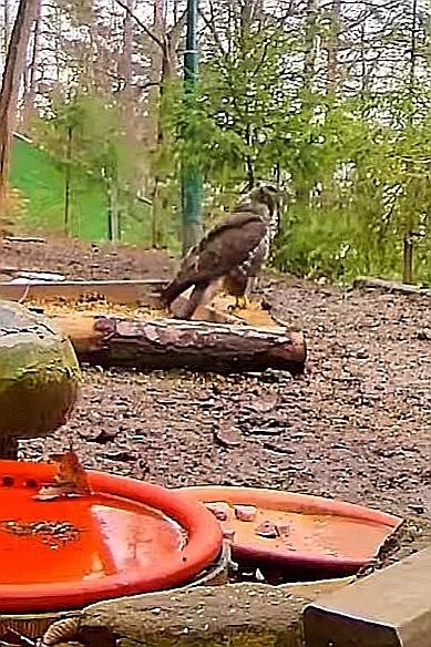 livebirdspoland_d8a81e0942df88051e0df222888ef314.jpg