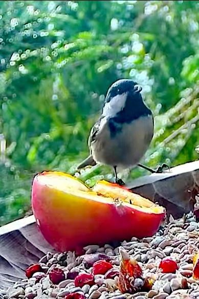 livebirdspoland_529f44cc28118b297794189424a19563.jpg