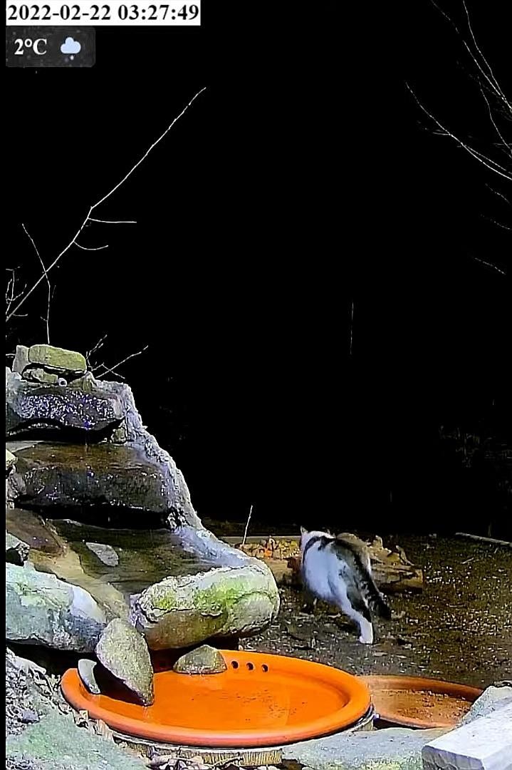 livebirdspoland_b0aa7cd31521ea45e438366175063edf.jpg