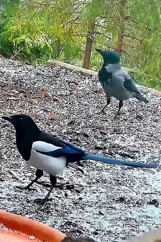 livebirdspoland_fb07bc30dd427680e7046921ec6b3109.jpg