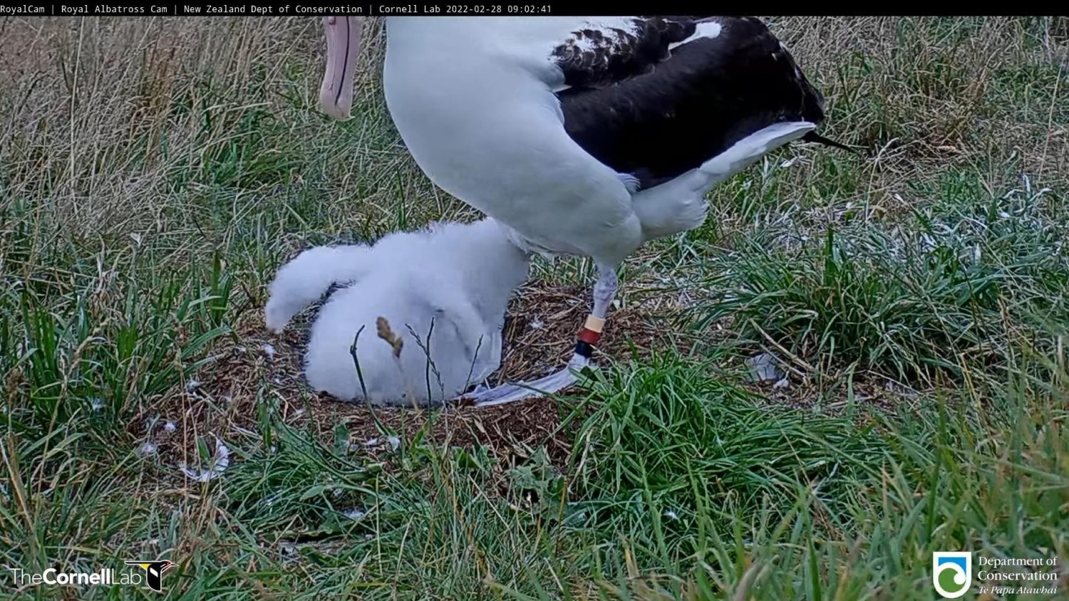 livebirdspoland_5e752883c60375a70615b163d072edb0.jpg
