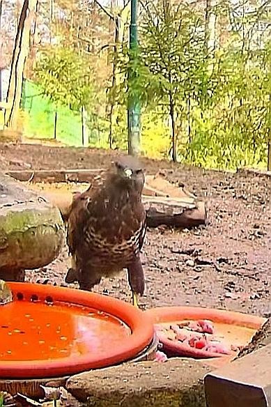 livebirdspoland_aa5e6dae565e184ed224b1fdab063ed0.jpg