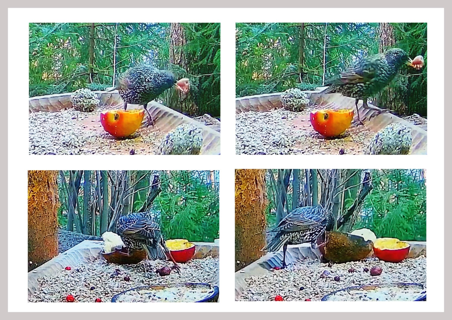 livebirdspoland_8be05e3390abe5252523855deec9f2d2.jpg