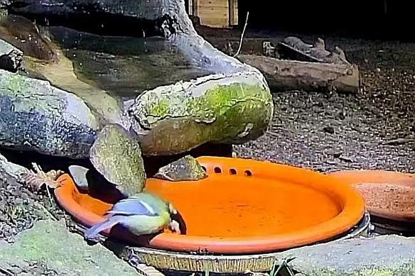 livebirdspoland_3d0c15dde0b5ddf0115c06f5630469a3.jpg