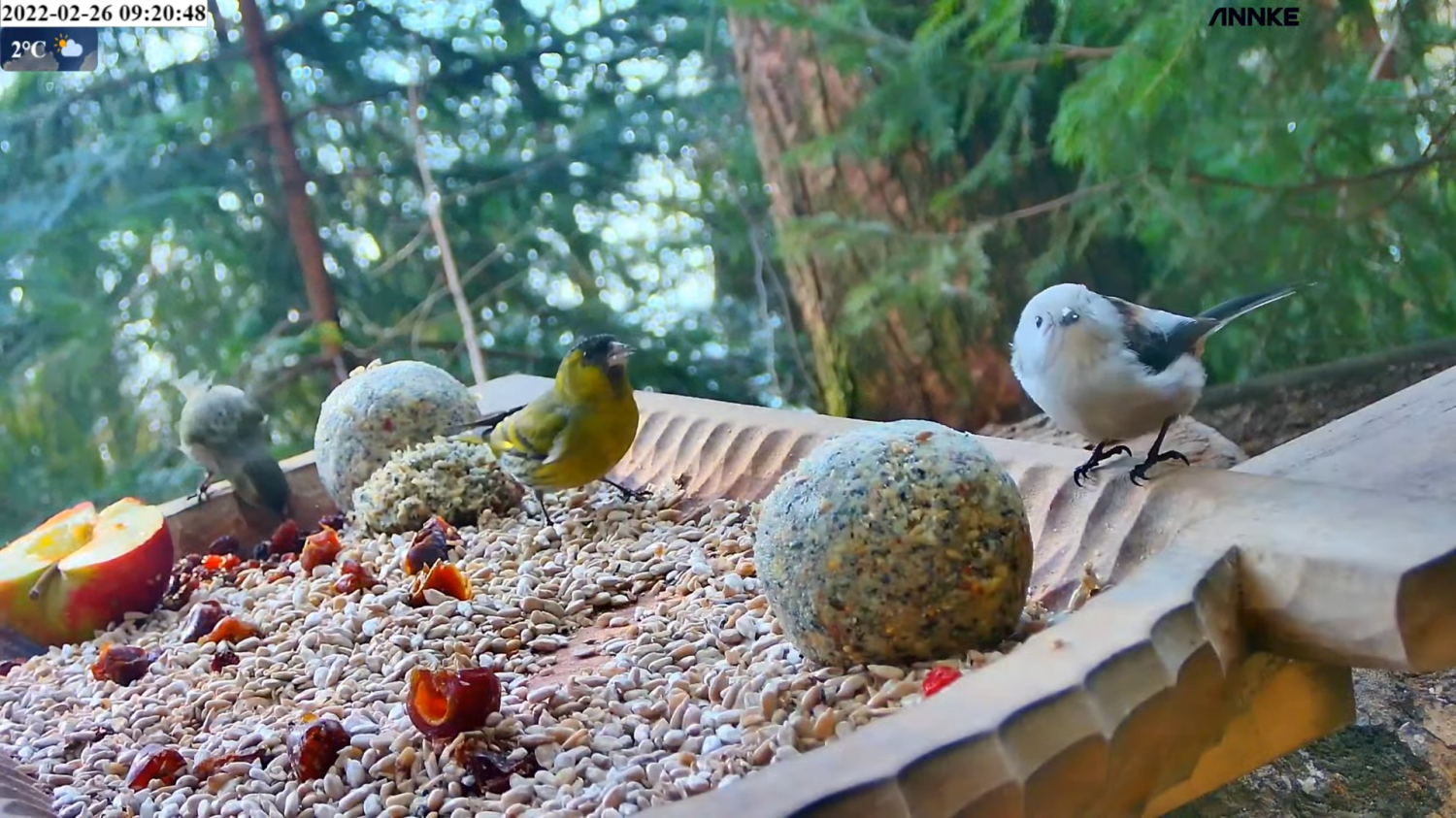 livebirdspoland_e68f781aca4537b52deaa8463774d2dc.png