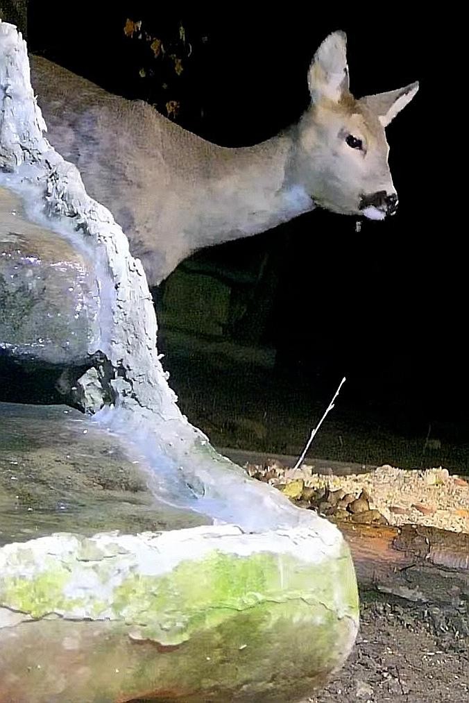 livebirdspoland_6e125bc39066dc30997d7171711528d8.jpg
