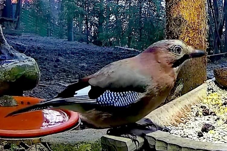 livebirdspoland_1373ba832deb3b5c46eeece3a70b63f2.jpg