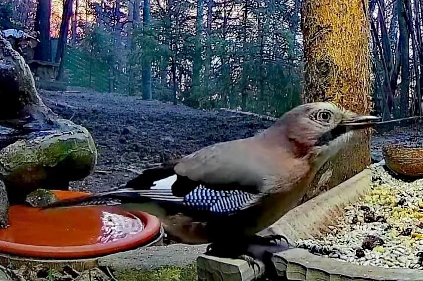 livebirdspoland_d05427e92e2b4e9f5f6468408e8ca763.jpg