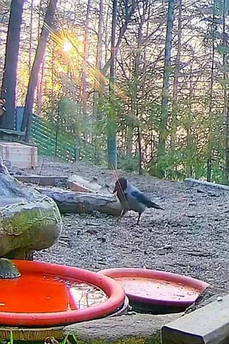 livebirdspoland_e496e9c6224f460842268be627eec150.jpg