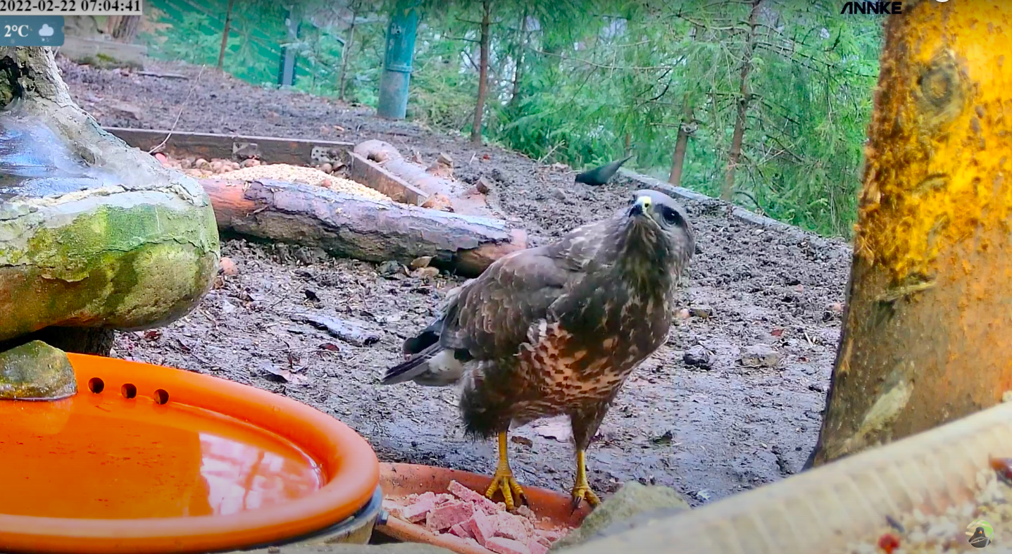 livebirdspoland_8b8e2cb4962328893b6b942d9da97e0c.png