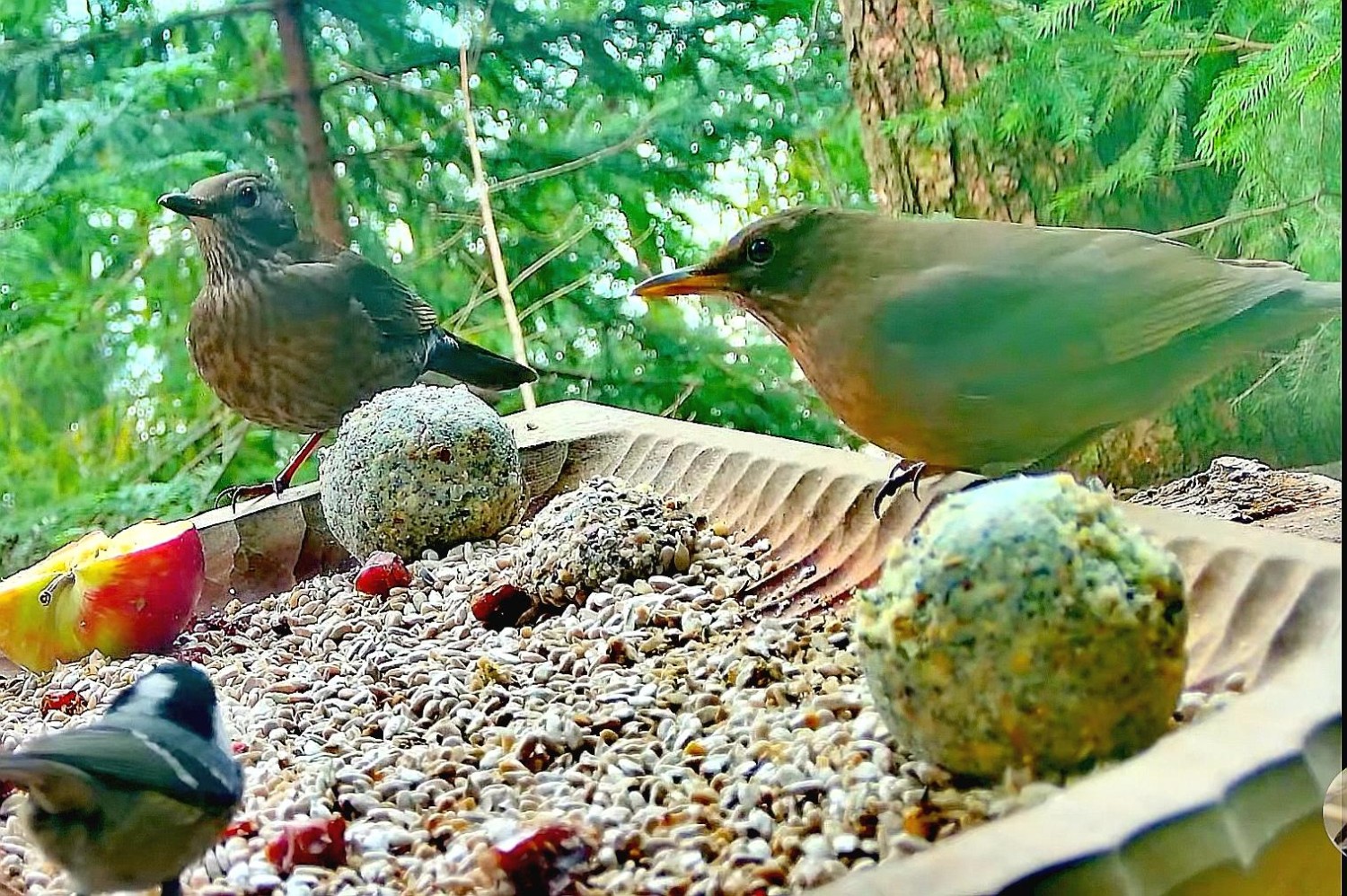 livebirdspoland_4e13c947241d3d1dbb31cabc0d4b9492.jpg