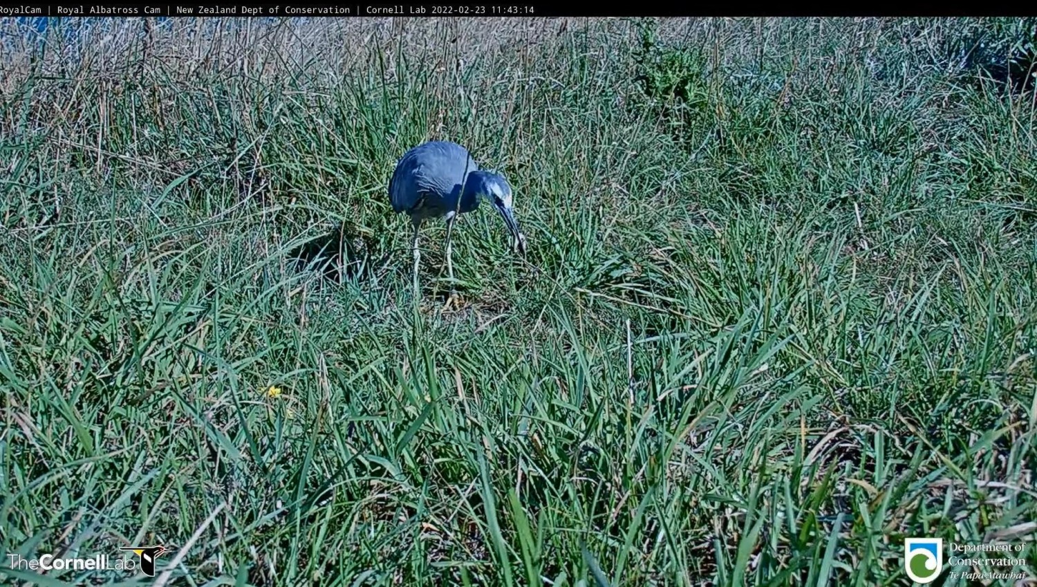 livebirdspoland_a9660acfca634c56f4d0f9d12a7f027b.jpg