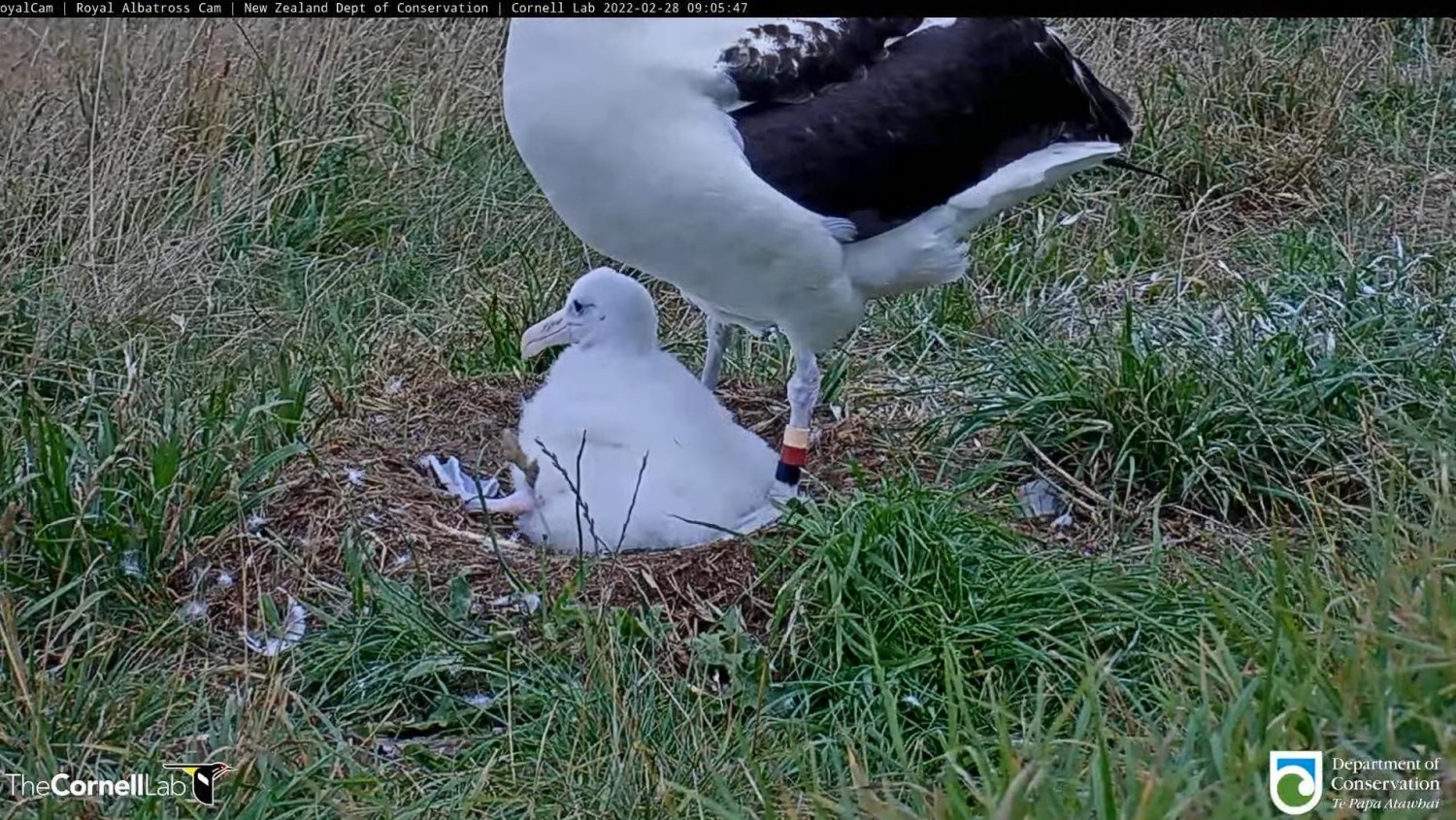 livebirdspoland_cff4ce145d1fabdad4ee9566c2662f7d.jpg