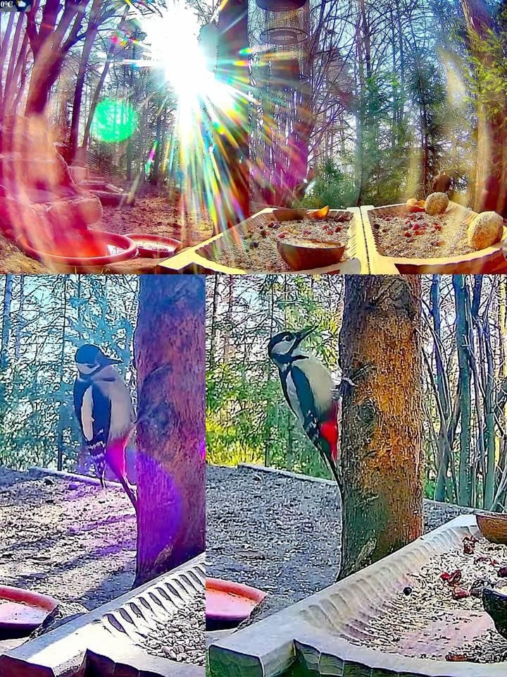 livebirdspoland_74b951e846742e728bd2fa92615f9058.jpg