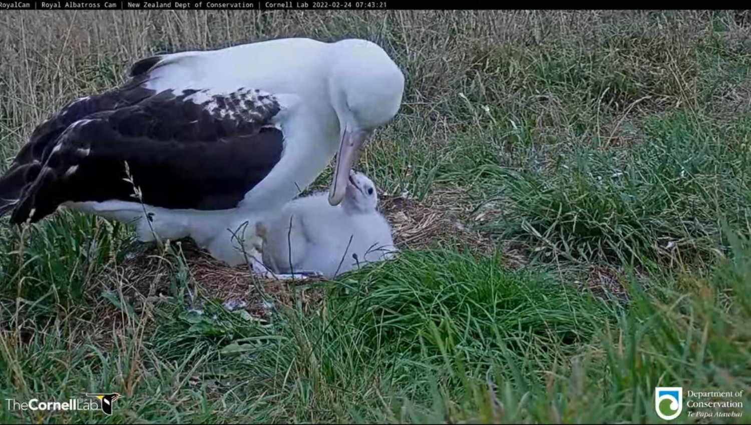 livebirdspoland_b03a32ab6198798cd5e9a19ecf92a9b3.jpg