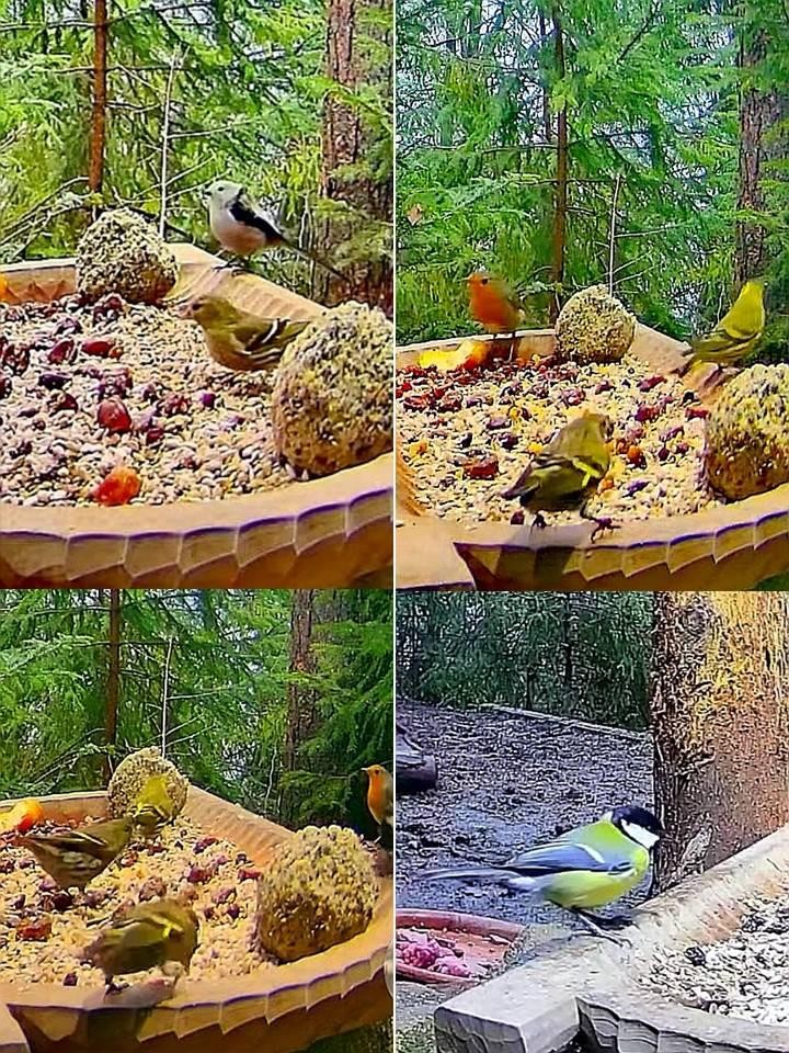 livebirdspoland_a0caceab77c8fb41890368bf32f65b58.jpg