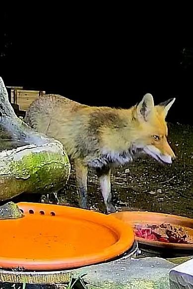 livebirdspoland_251683a1796b33bbd33bbc0100512c0f.jpg