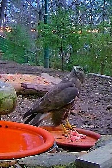 livebirdspoland_889b160f379b7ce958aaa2c19259b845.jpg