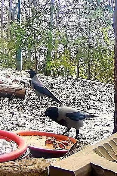 livebirdspoland_e41fc2dc871180f6b08ae89d29dfb806.jpg